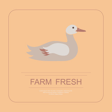 Logotype of farm fresh with duck in flat design. Perfect organic farm products banner or flyer. Vector illustration. eps 10