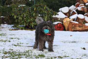 pudle, dog. animals, winter, snow, cold, white, pets