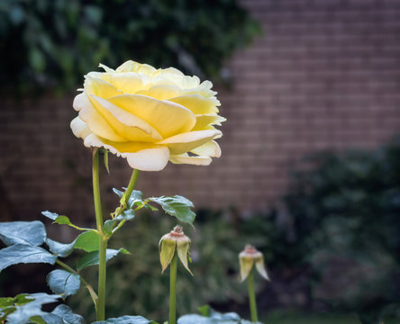 yellow rose growing in a garden in summer