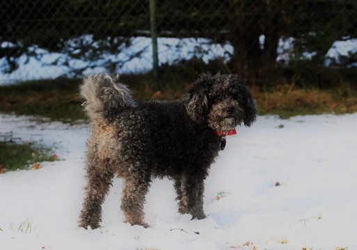 pudle, dog. animals, winter, snow, cold, white, pets