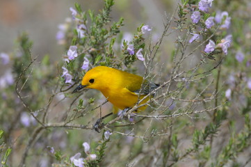 Prothonotary warbler and flowers