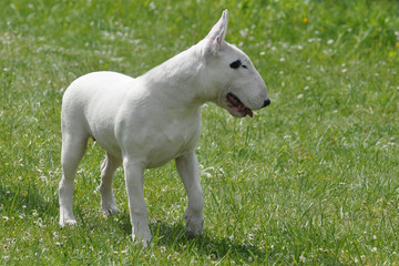Fototapeta premium Bull terrier