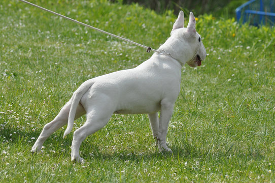 Bull terrier