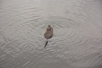 nutria