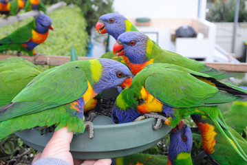 Feeding Lorikeet parrots