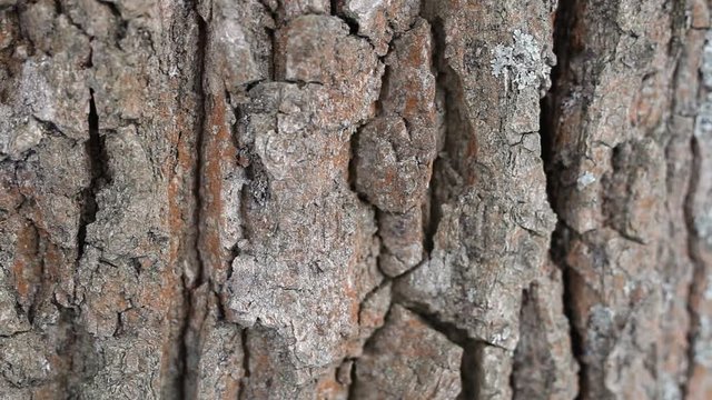 wooden oak bark