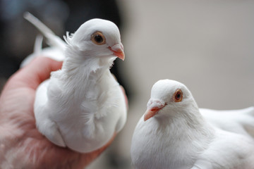 two white doves in hand.