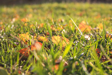autumn yellow leaves