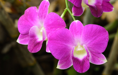 Naklejka na ściany i meble Purple orchid in nation park