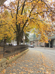 Fototapeta premium Użgorod, Ukraina. Drzewa ubarwione jesienią w centrum miasta.
