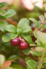 Fresh lingonberry in the North.
