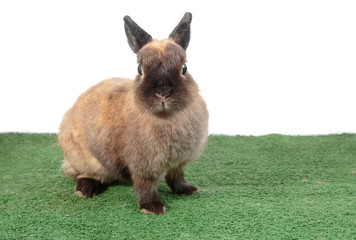 Brown Netherlands dwarf rabbit,brown ND rabbit on green grass