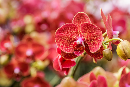 Phalaenopsis,beautiful red flowers bloom in the garden