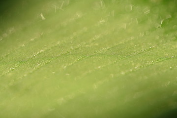 the rain drops on the green leaf in closeup