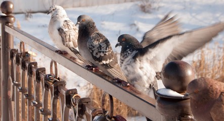 several pigeons sitting on a fence in winter
