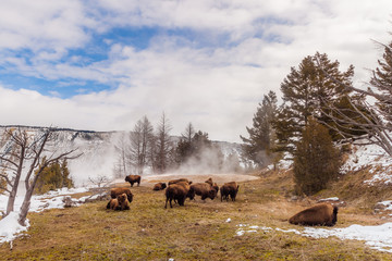 Wild, Yellowstone Bison