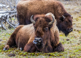 Fototapeta premium Wild, Yellowstone Bison