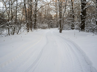 Fototapeta na wymiar road in the winter forest 