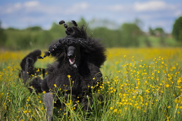 Playing a poodle on a meadow