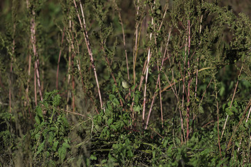 Palm Warbler eye contact
