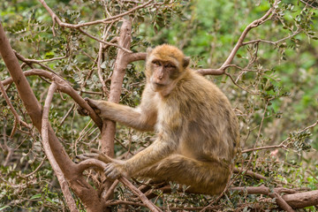 Fototapeta premium Monkey at Cascades d'Ouzoud, Waterfall at Ouzoud, Morocco