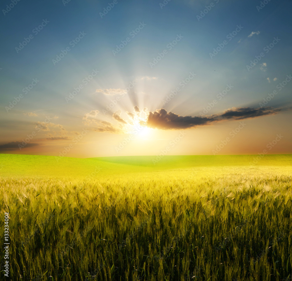 Canvas Prints Field of wheat