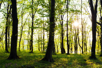 Obraz premium forest spring time