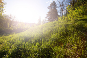 green grass and sunset