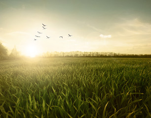 Green field of  birds - Powered by Adobe