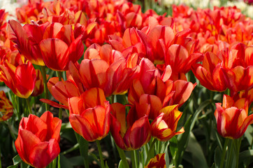 The field of red with yellow tulips