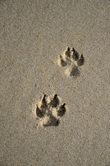 Pfotenabdrücke im Sand Hundespur