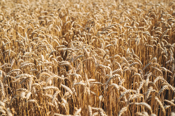 Wheat field.