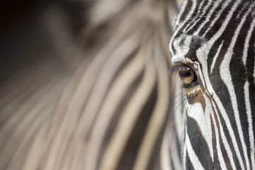 Fotobehang Zebra ZEBRA