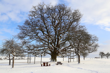 Millennium oak near Sichertshausen (Germany)