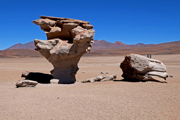 Fototapeta na wymiar Rock tree in Atacama desert, Bolivia
