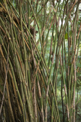 THAILAND ISAN UDON THANI PHU PHRA BAT FOREST