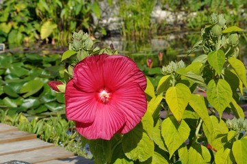 hibiscus of the marshes flowers