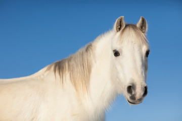 Obraz na płótnie Canvas White horse portrait.