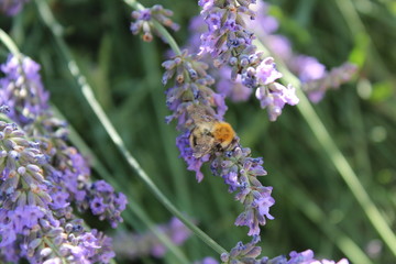 Bee on lavander