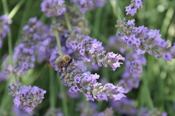 Bee on lavander