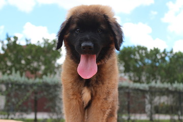 puppy leonberger
