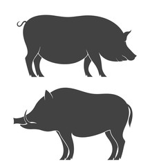 Pig. Boar