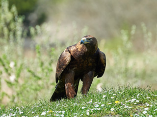Golden eagle (Aquila chrysaetos)
