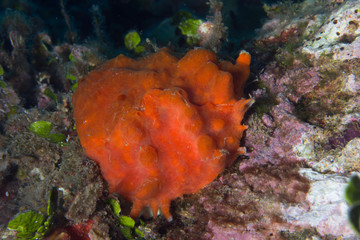 OSTRICA