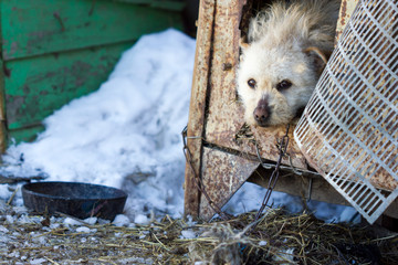 a mongrel dog on a chain in winter