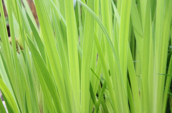 Green leaves of Iris flower