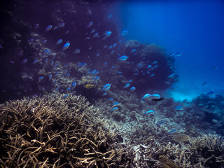 Fototapeta na wymiar Blue reefscape