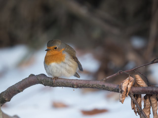 Bird in winter - European robin (Erithacus rubecula).