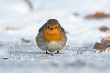 Bird in winter - European robin (Erithacus rubecula).