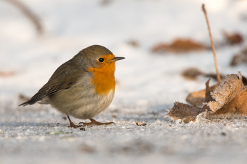 Bird in winter - European robin (Erithacus rubecula).
